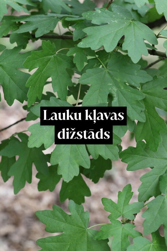 Lauku kļavas dižstāds - daudzstumbru forma